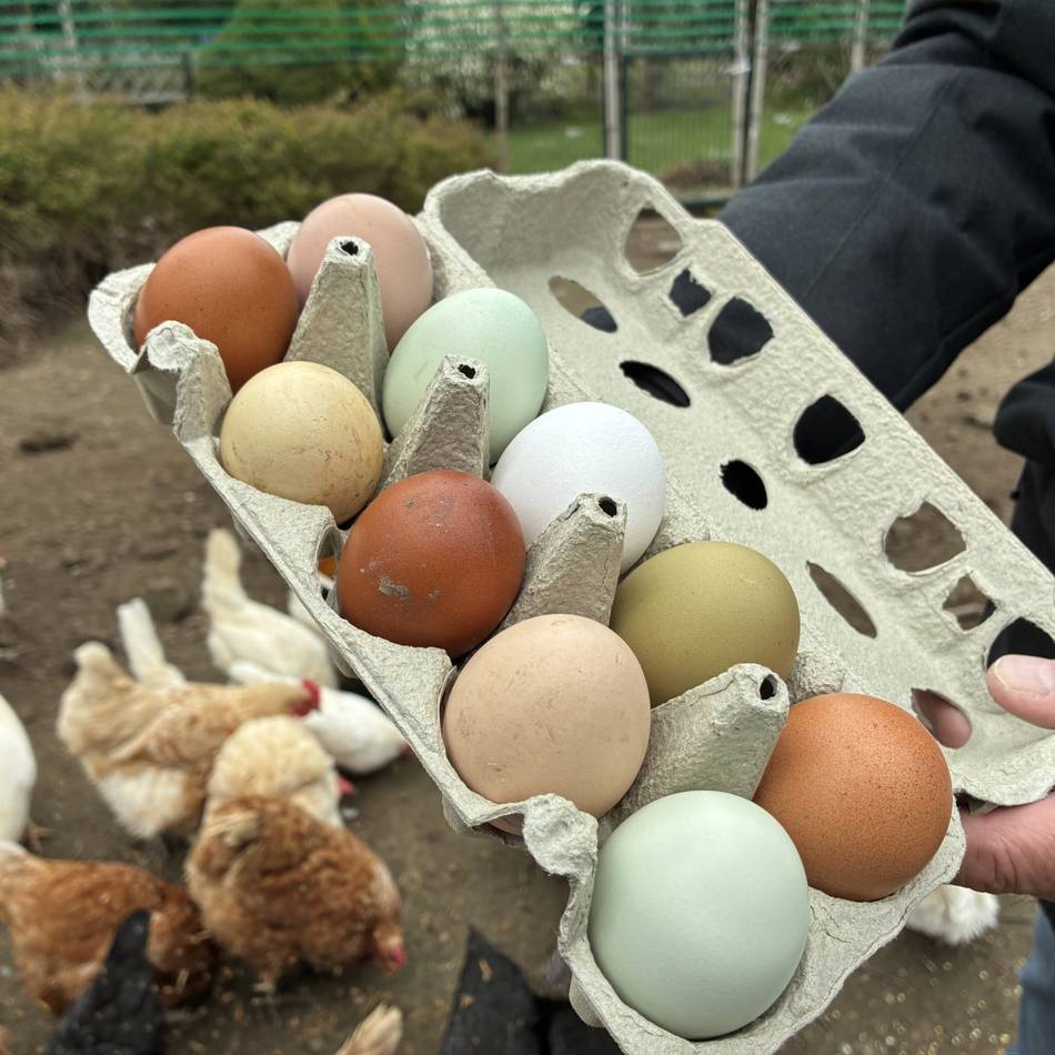 Superfood in Grevenbroich: Vom Hühnerstall ins Fitnessstudio – Eier nicht nur an Ostern beliebt