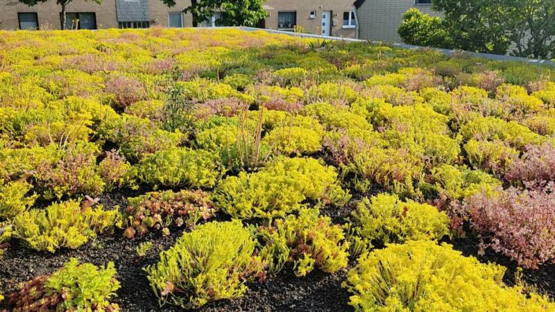 Stadt Radevormwald informiert Bürger: Förderung für Dachbegrünung ist auch 2026 möglich