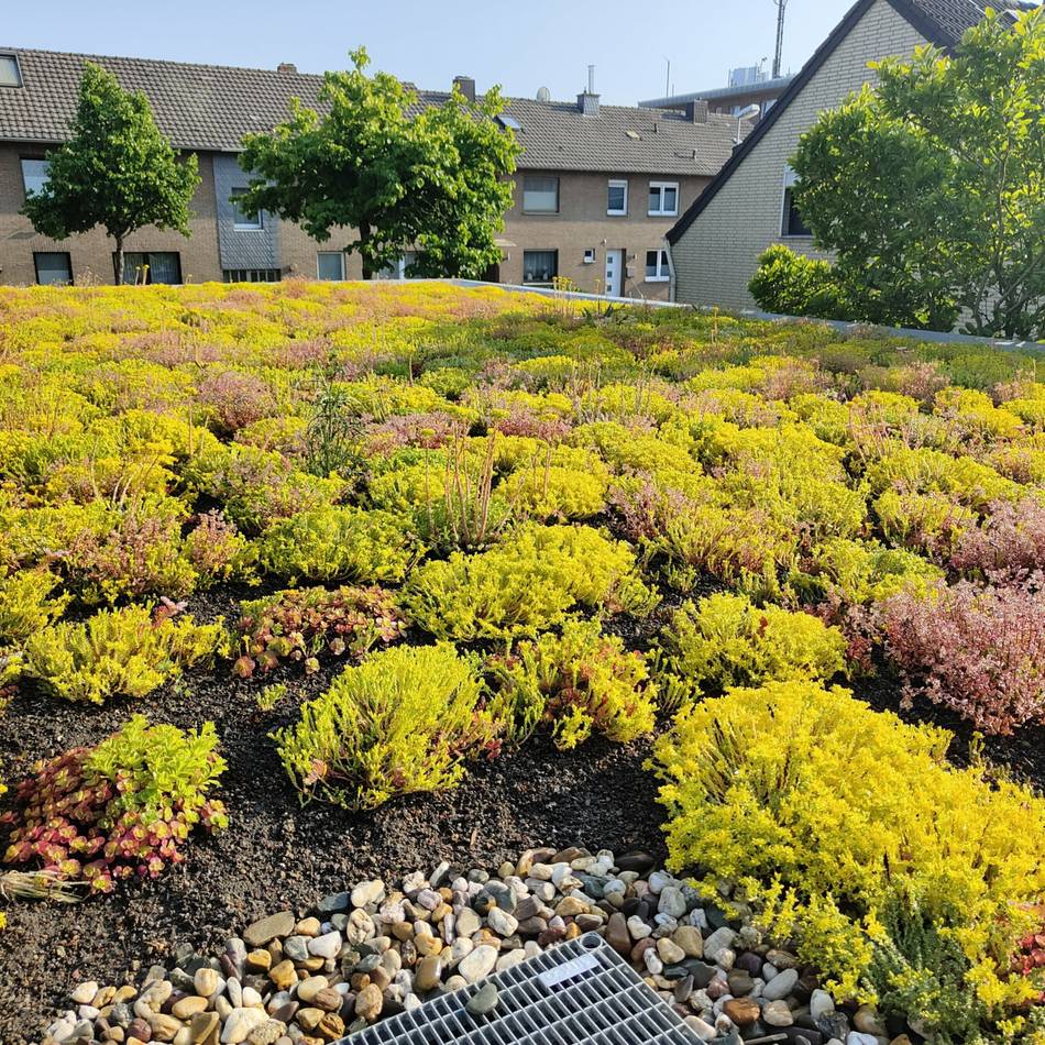 Stadt Radevormwald informiert Bürger: Förderung für Dachbegrünung ist auch 2026 möglich