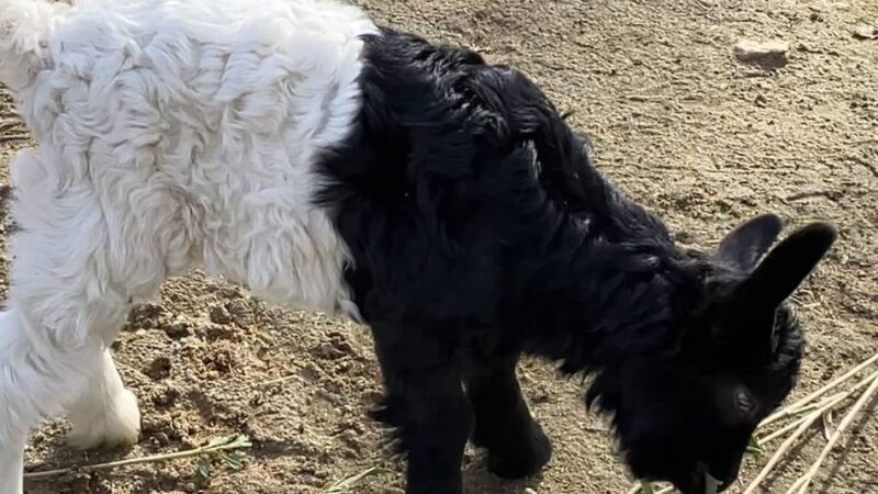 Neue Tierbabys in Mönchengladbach: So niedlich ist der Nachwuchs im Tiergarten