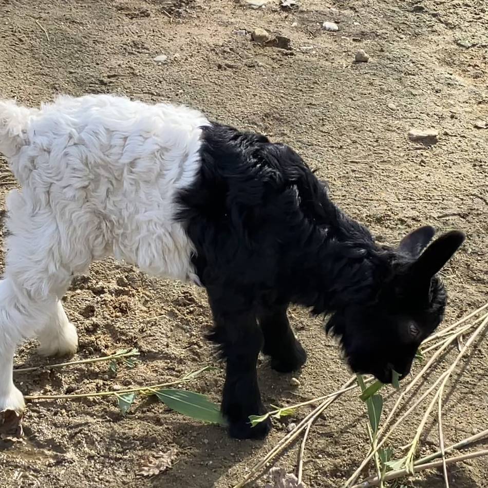 Neue Tierbabys in Mönchengladbach: So niedlich ist der Nachwuchs im Tiergarten