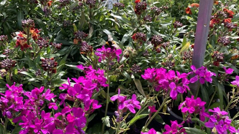 Evangelisch-Freikirchliche Gemeinde: Erst Stauden tauschen – dann Musik hören