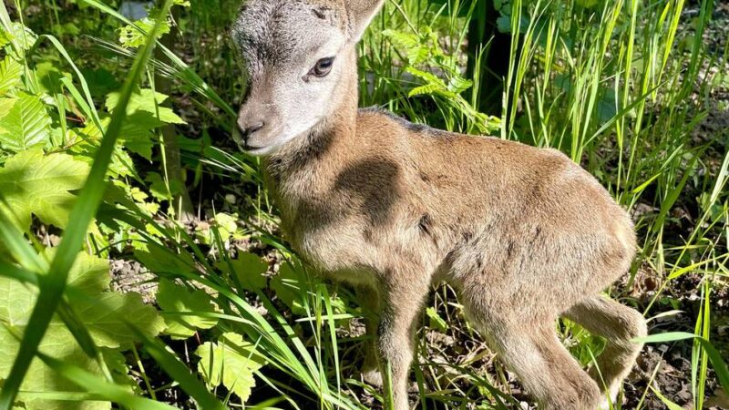 Tierischer Nachwuchs in Düsseldorf: Bald gibt es wieder Lämmchen im Wildpark