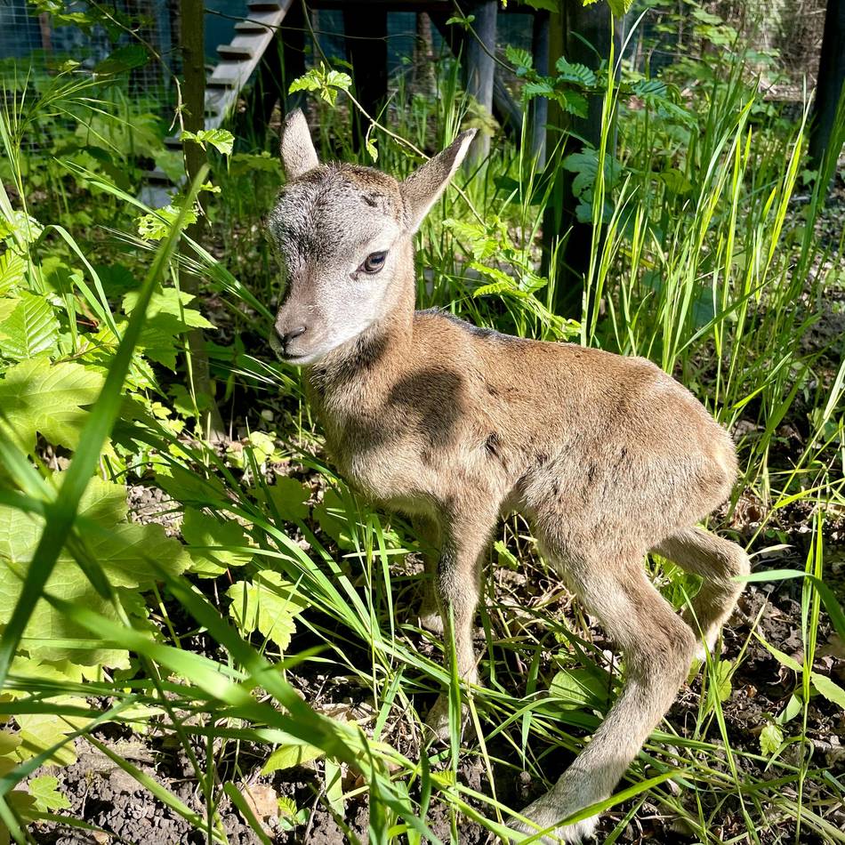 Tierischer Nachwuchs in Düsseldorf: Bald gibt es wieder Lämmchen im Wildpark