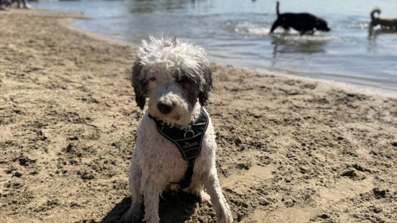 Hundeschwimmen im Naturbad Xantener Südsee: Am Sonntag dürfen nur Hunde ins Wasser