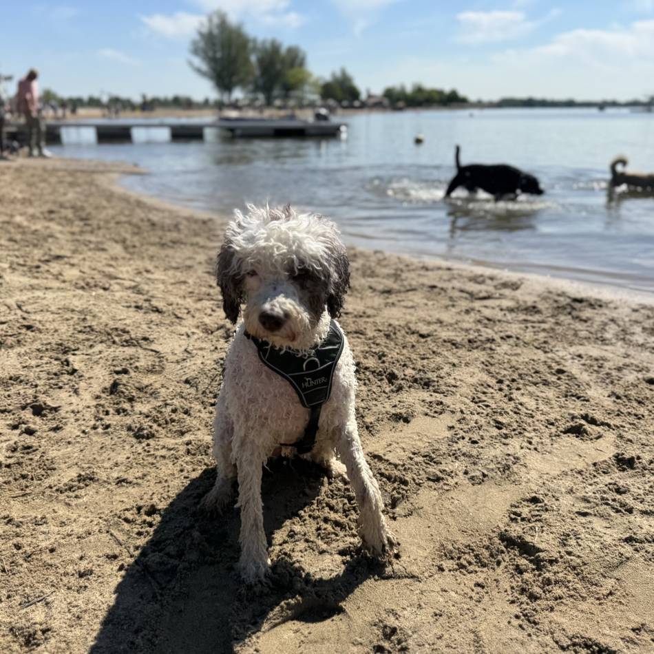 Hundeschwimmen im Naturbad Xantener Südsee: Am Sonntag dürfen nur Hunde ins Wasser