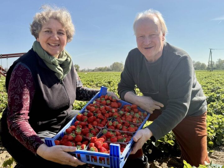Erste Früchte geerntet: Erdbeersaison im Kreis Kleve ist gestartet – was das Schälchen kostet