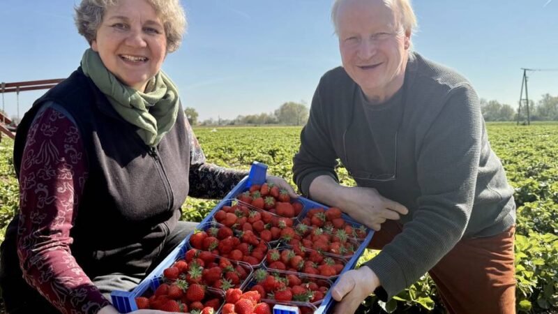 Erste Früchte geerntet: Erdbeersaison im Kreis Kleve ist gestartet – was das Schälchen kostet