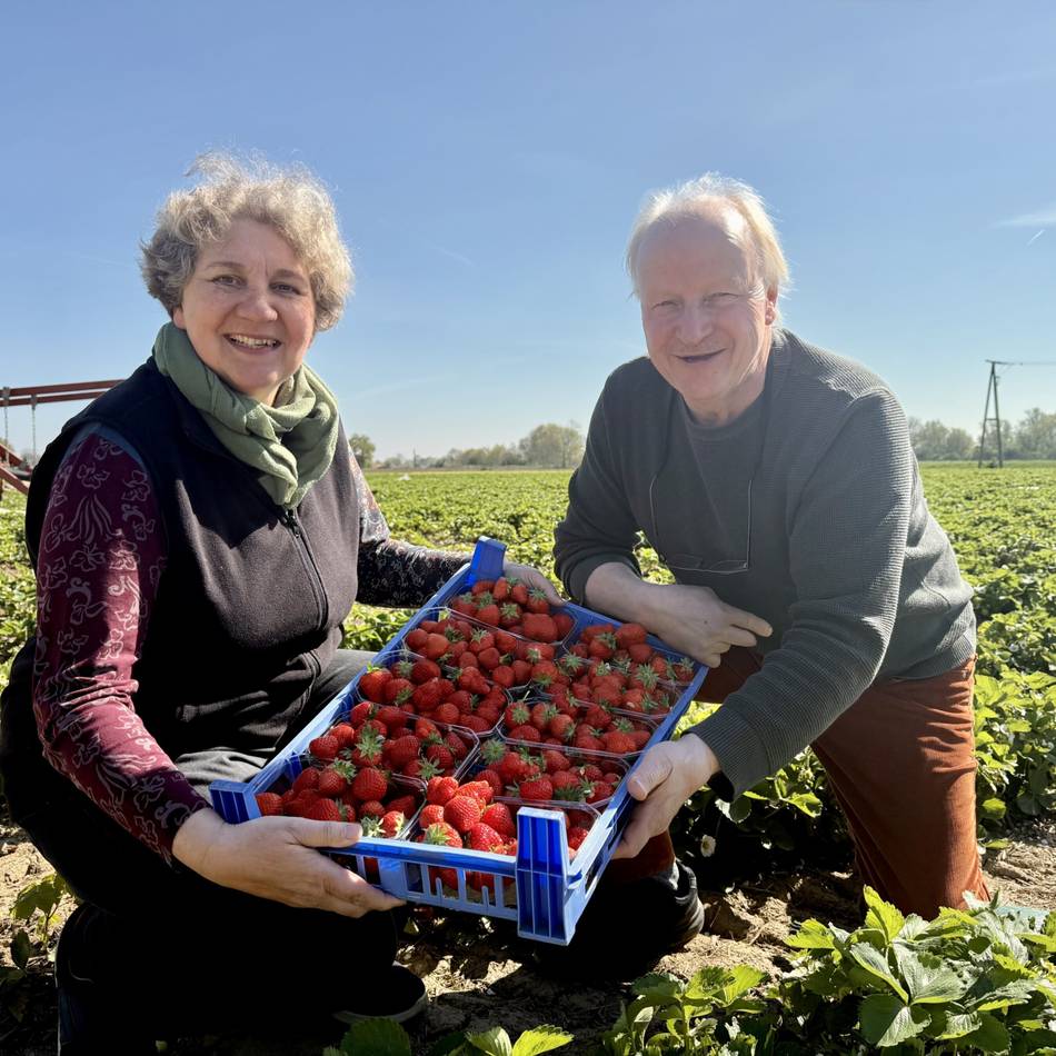 Erste Früchte geerntet: Erdbeersaison im Kreis Kleve ist gestartet – was das Schälchen kostet