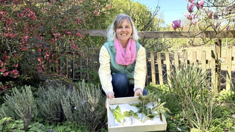 Tipps und Tricks bei grünen Kräutern: Leckeres Pesto aus wilden Kräutern am Wegesrand