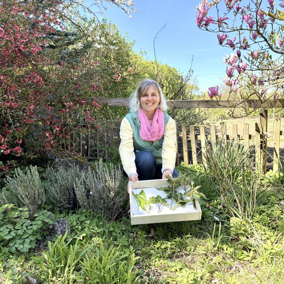 Tipps und Tricks bei grünen Kräutern: Leckeres Pesto aus wilden Kräutern am Wegesrand