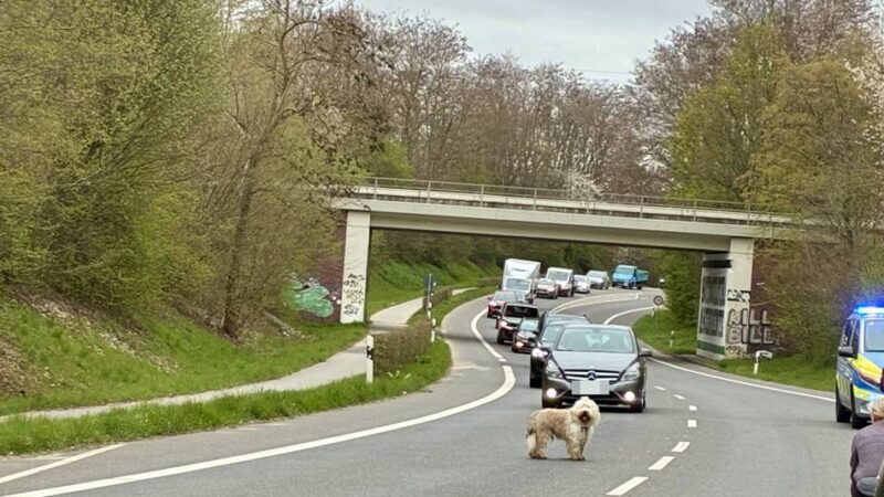 Polizeieinsatz in Erkelenz: Entlaufener Hund sorgt für Stau auf Düsseldorfer Straße