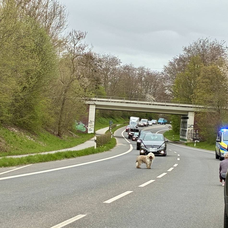 Polizeieinsatz in Erkelenz: Entlaufener Hund sorgt für Stau auf Düsseldorfer Straße