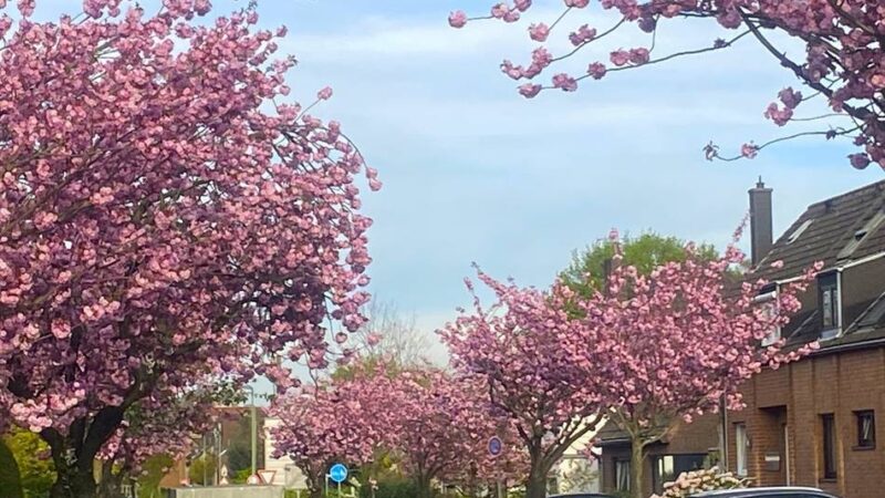 Fotos aus Meerbusch gesucht: Wo ist die Kirschblüte am schönsten?