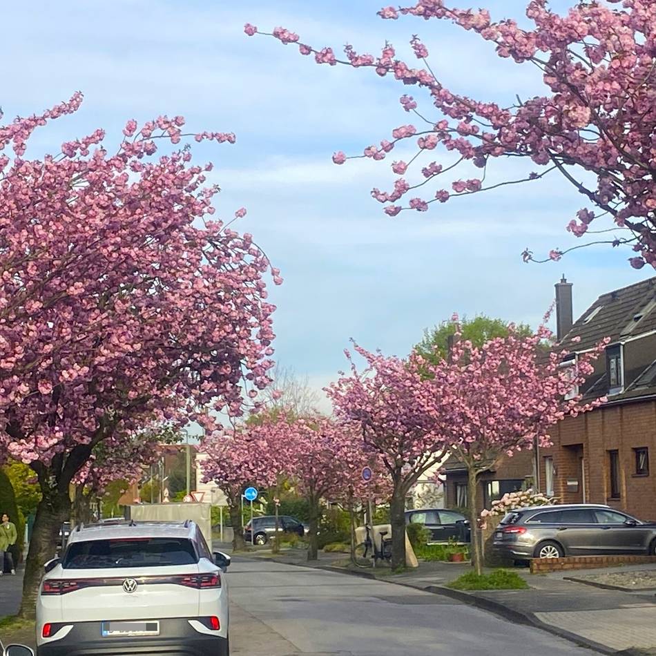 Fotos aus Meerbusch gesucht: Wo ist die Kirschblüte am schönsten?