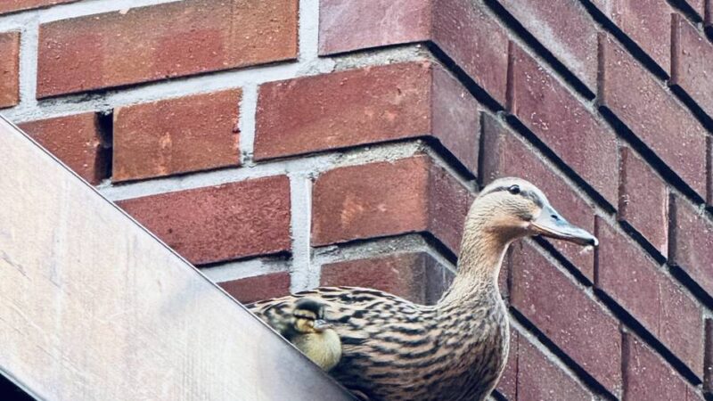 Tierischer Einsatz in Dinslaken: Feuerwehr rettet Entenfamilie vom Dach