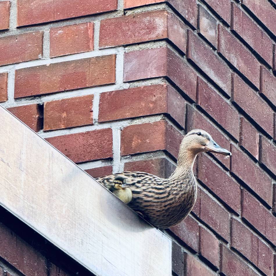 Tierischer Einsatz in Dinslaken: Feuerwehr rettet Entenfamilie vom Dach