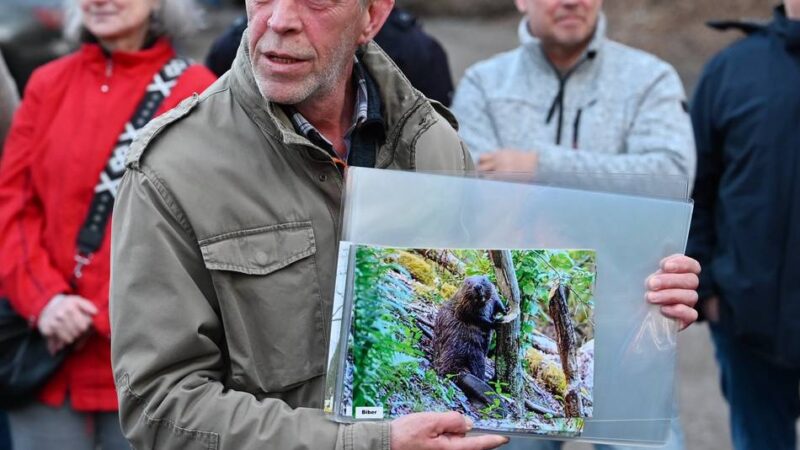 Im Tal der Wupper bei Radevormwald: Auf den Spuren der heimischen Biber