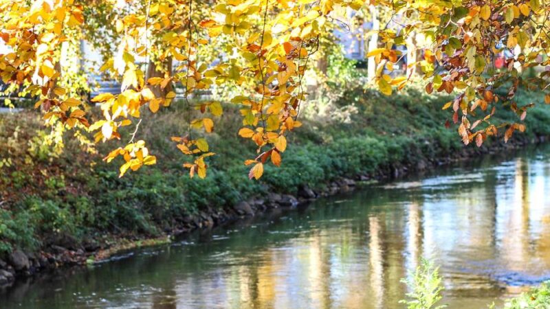 Neues Update zur Renaturierung: „Der ökologische Zustand der Erft ist schlecht“