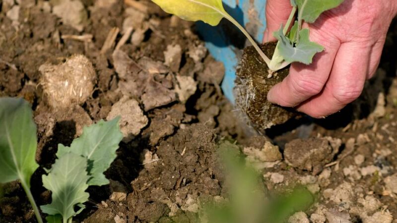 Gartenarbeiten im April: Das erste Gemüse kann ins Freiland