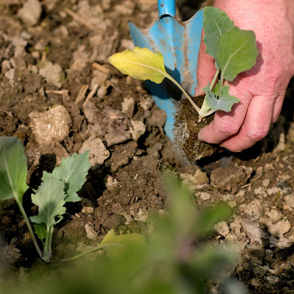 Gartenarbeiten im April: Das erste Gemüse kann ins Freiland