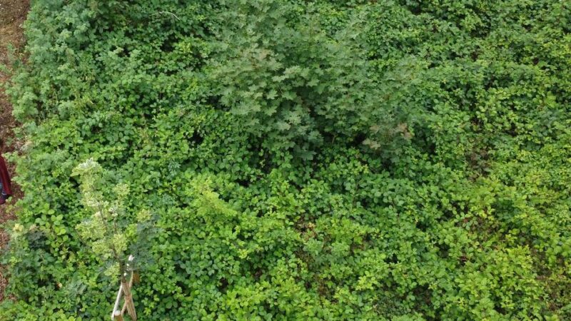 Umwelt in Radevormwald: Reger Austausch rund um den Naturschutz