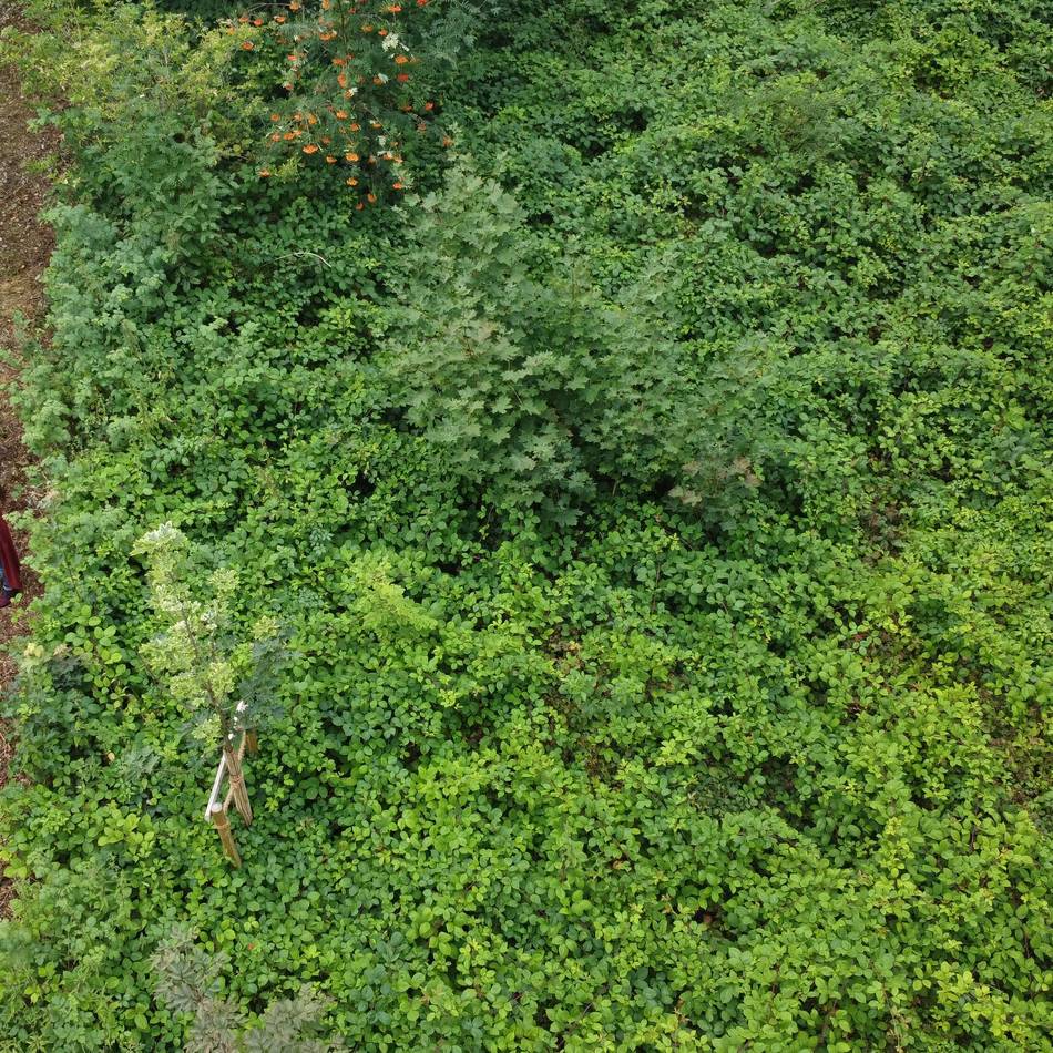 Umwelt in Radevormwald: Reger Austausch rund um den Naturschutz