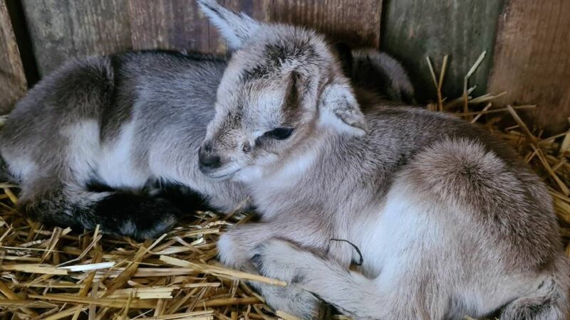 Aktion von RP und Tierpark: Plätze für Führung durch den Tierpark Weeze zu gewinnen