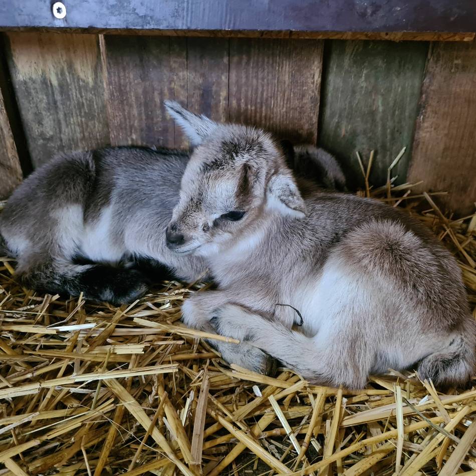 Aktion von RP und Tierpark: Plätze für Führung durch den Tierpark Weeze zu gewinnen