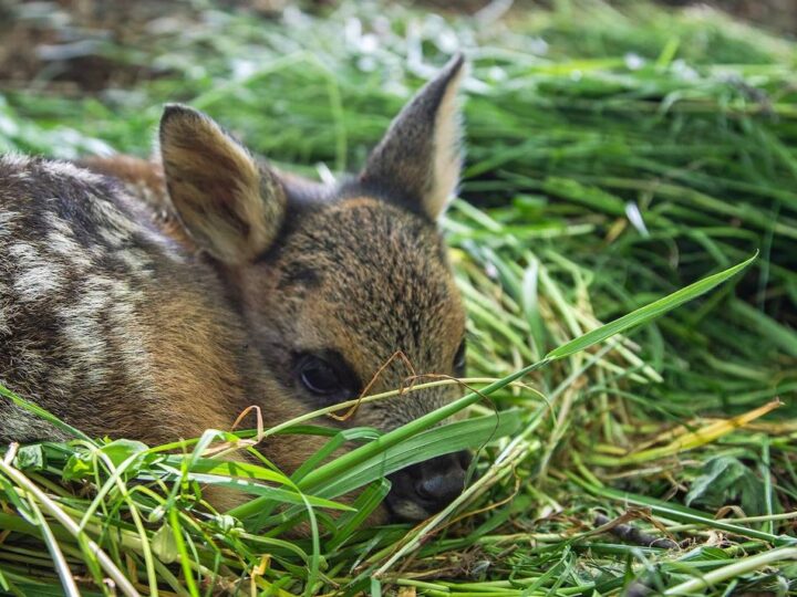 Greifvögel und Wildschutz Revier 6 Wermelskirchen e.V.: Verein lädt zur simulierten Rehkitzrettung ein