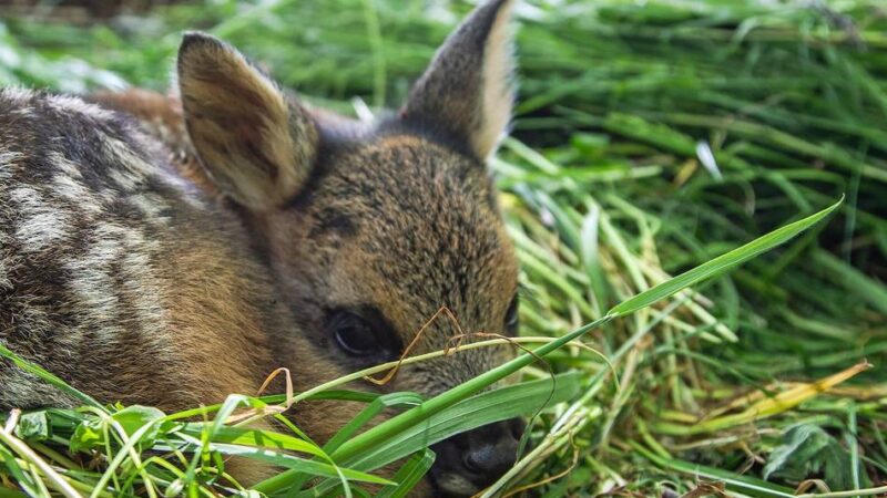 Greifvögel und Wildschutz Revier 6 Wermelskirchen e.V.: Verein lädt zur simulierten Rehkitzrettung ein