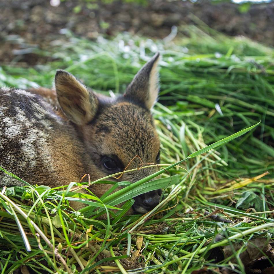 Greifvögel und Wildschutz Revier 6 Wermelskirchen e.V.: Verein lädt zur simulierten Rehkitzrettung ein