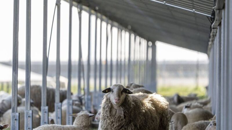 Solaranlagen von RWE: Schafe pflegen Umgebung der A44n