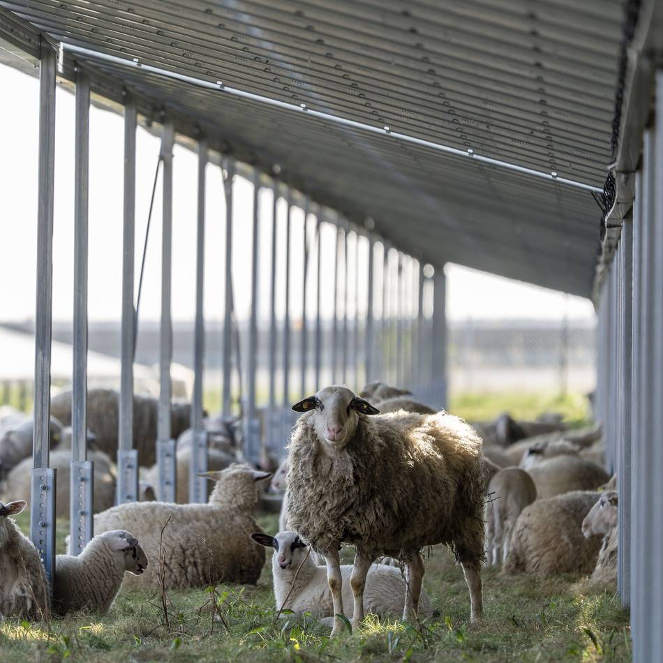Solaranlagen von RWE: Schafe pflegen Umgebung der A44n
