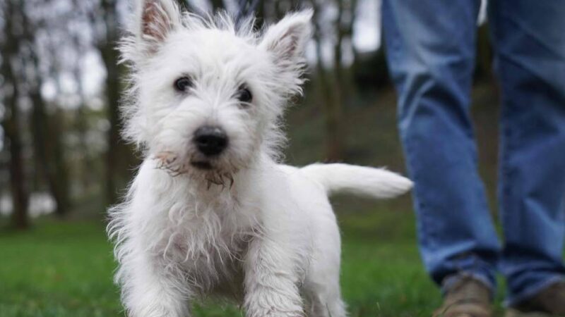 Hundesteuer im Kreis Heinsberg: Hundesteuer in NRW steigt vielerorts – Wassenberg zieht im Kreis Heinsberg nach