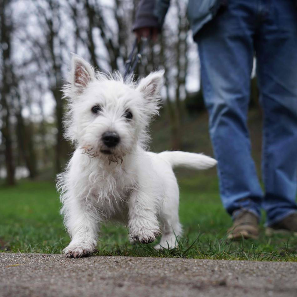 Hundesteuer im Kreis Heinsberg: Hundesteuer in NRW steigt vielerorts – Wassenberg zieht im Kreis Heinsberg nach