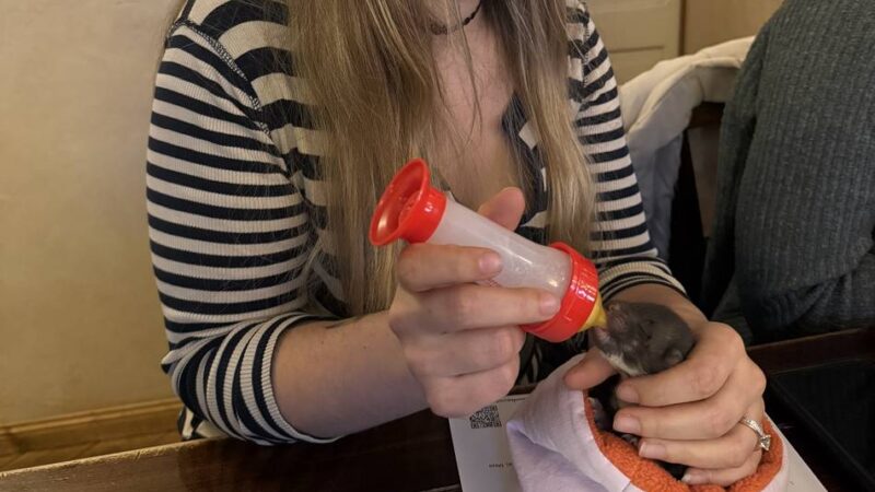 Tierschutz in Radevormwald: Marder-Baby „Nudel“ hat eine Ersatz-Mama