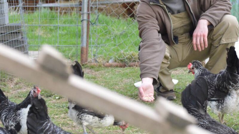 Schlüpfzeit bei den Rassegeflügelzüchtern in Wermelskirchen: Wenn Küken zu großen Stars werden