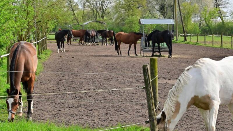 Angst vor dem Wolf in Dormagen: „Ein gutes Gefühl haben wir aktuell nicht“ – Warum Reiterhöfe sich machtlos fühlen