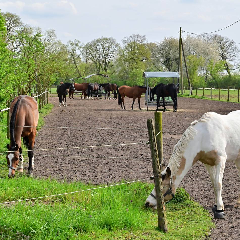 Angst vor dem Wolf in Dormagen: „Ein gutes Gefühl haben wir aktuell nicht“ – Warum Reiterhöfe sich machtlos fühlen