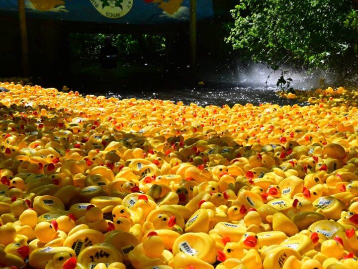 Eckumer Entenrennen 2026: Lahme Enten im Gillbach