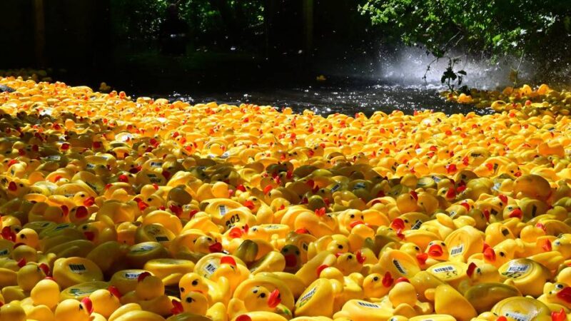 Eckumer Entenrennen 2026: Lahme Enten im Gillbach