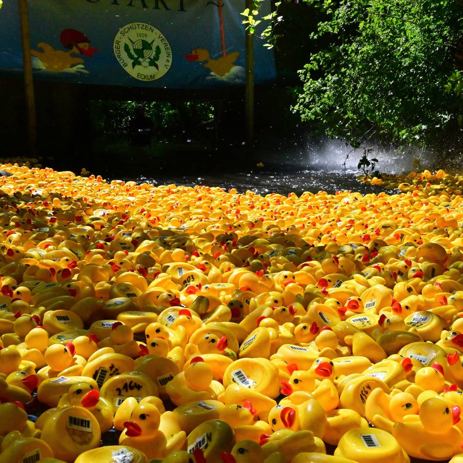 Eckumer Entenrennen 2026: Lahme Enten im Gillbach