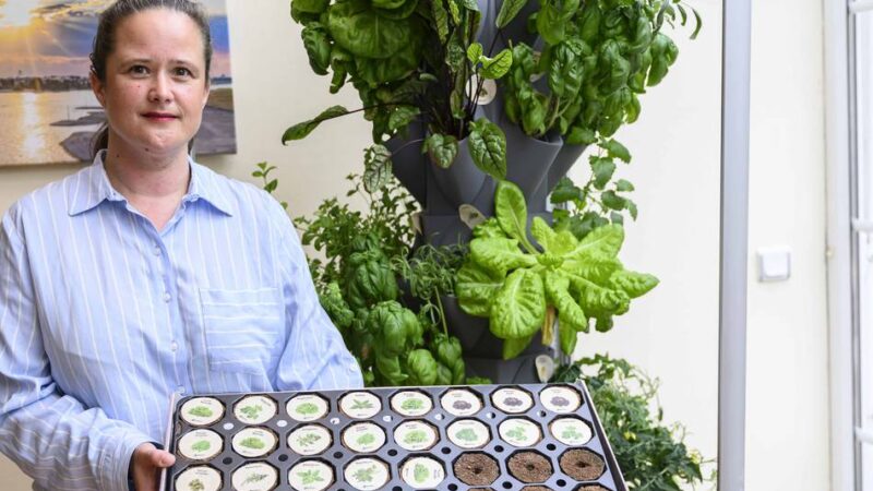 Kaarsterin will Kita beschenken: Wenn der Salat im Wohnzimmer wächst