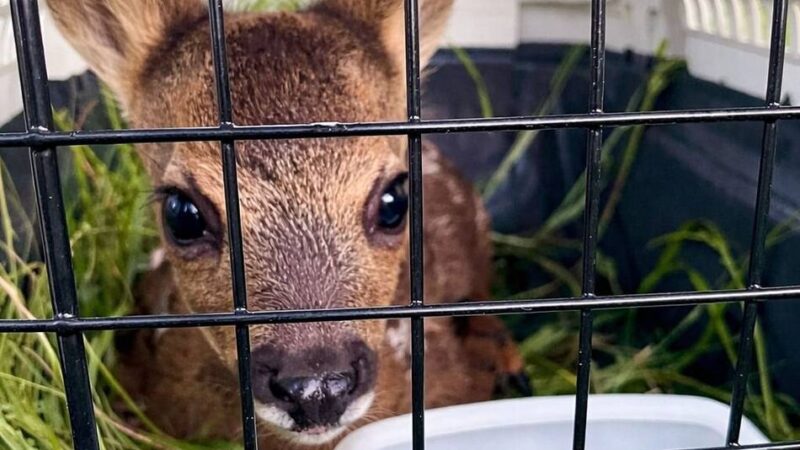 Radevormwalder Kitzretter: „Wer die Tiere wieder freilässt, sorgt für ihren sicheren Tod“