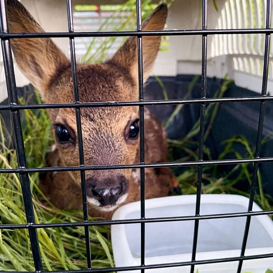 Radevormwalder Kitzretter: „Wer die Tiere wieder freilässt, sorgt für ihren sicheren Tod“