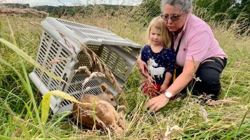 Start der Mahdsaison in Wermelskirchen: „Mit der Drohne finden wir mittlerweile das Dreifache“