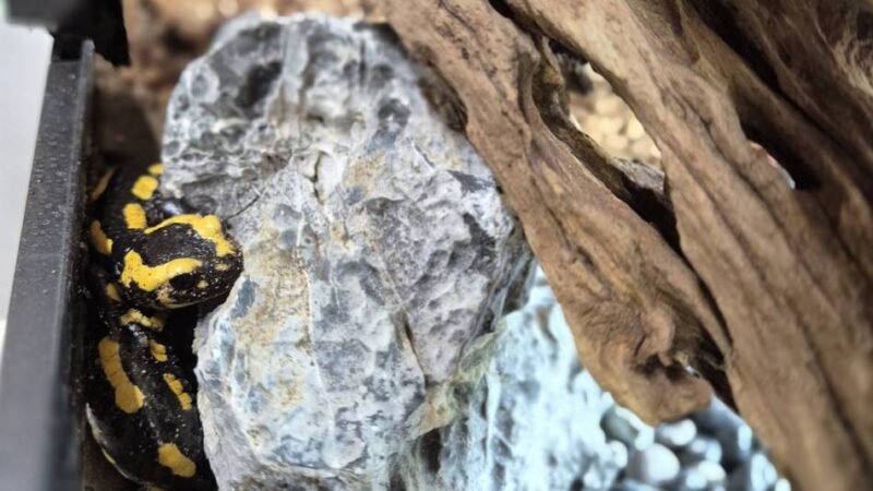 Tiere in Dormagen: Salamanderpärchen zieht im Tannenbusch ein