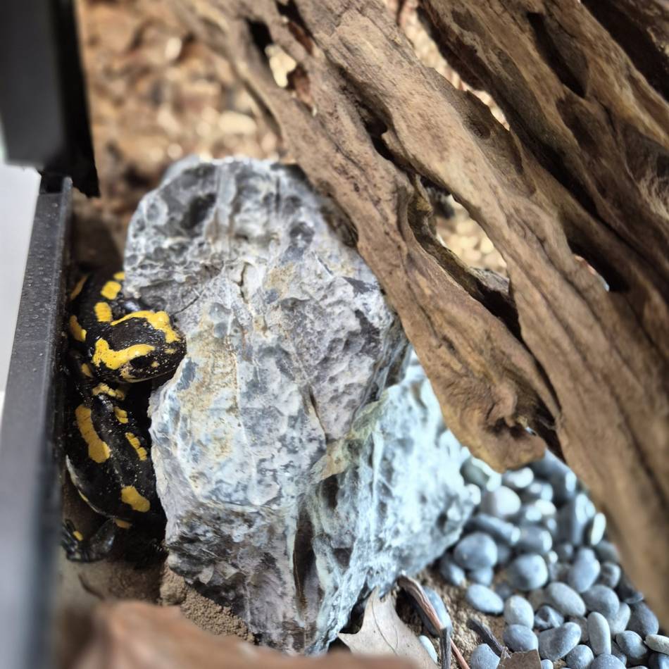 Tiere in Dormagen: Salamanderpärchen zieht im Tannenbusch ein