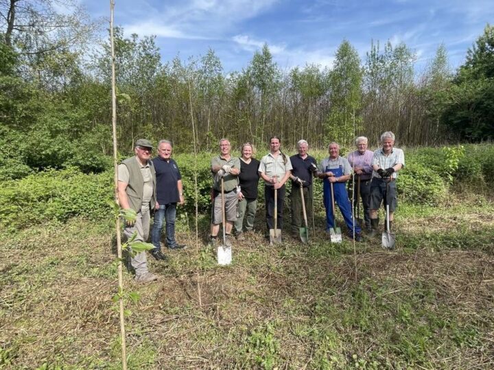 Baum des Jahres im Tannenbusch: Dormagener pflanzen gemeinsam eine Zitterpappel